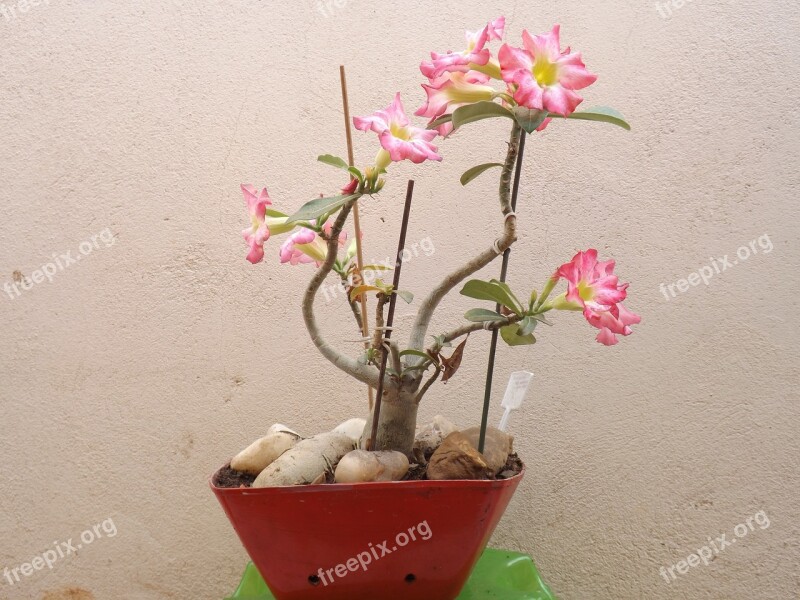 Flower Adenium Vase Color Pink Stones