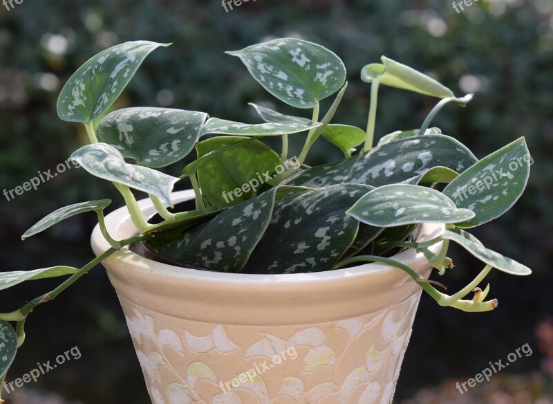 Philodendron Silva Container Plant Plant Nature Flora