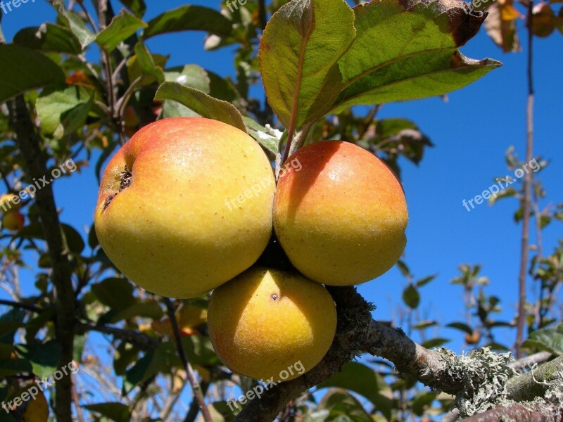 Apples Growing Fruit Food Fresh