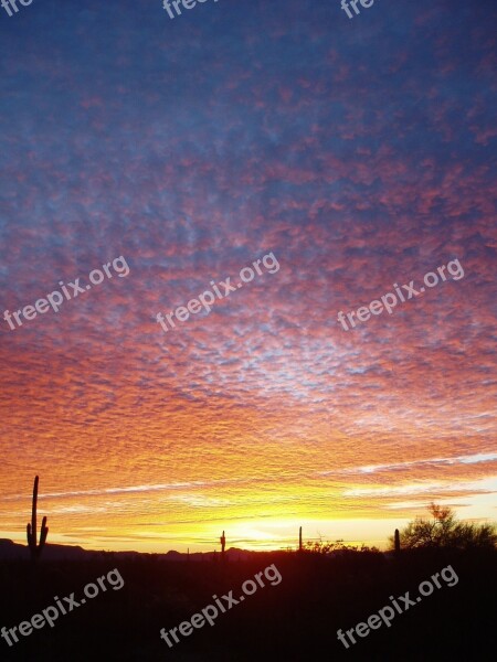 Organ Pipe Cactus Sunset Silhouette Landscape Twilight