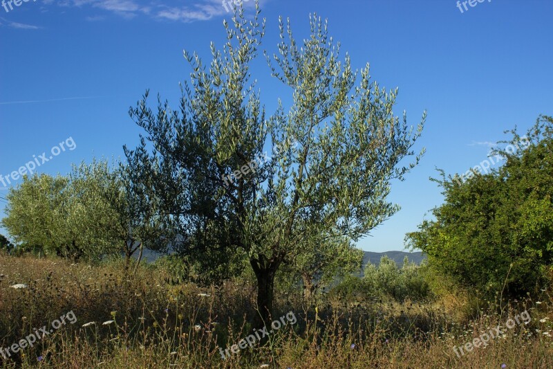 Olive Tree Olives Agriculture Italy Tuscany