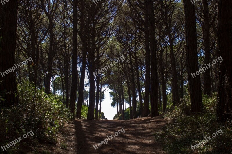 Pine Forest Away Forest Path Passage Forest