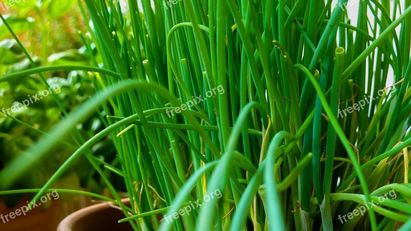 Chives Herbs Garden Nature Plant