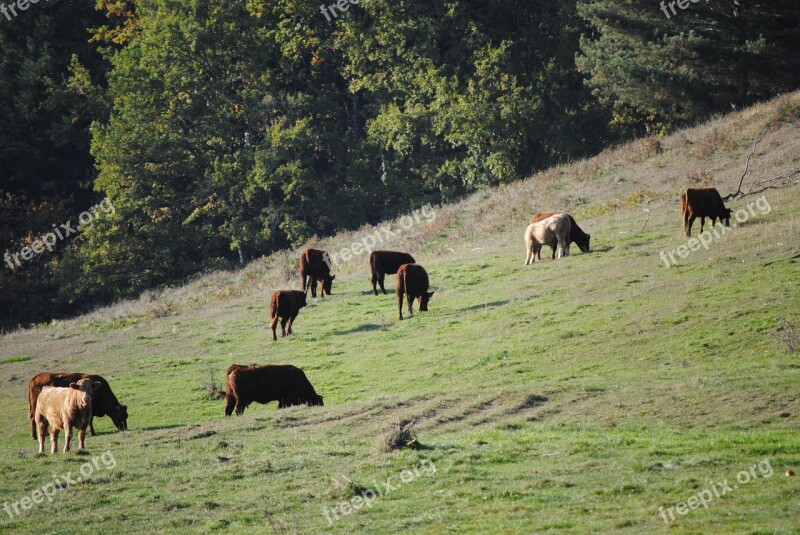 Cattle Meadows Pasture Free Photos