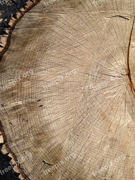 Tree Tree Rings Wood Timber Old