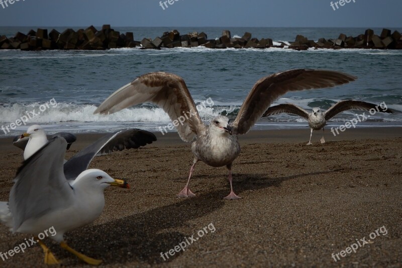 Animal Sea Beach Wave Sea Gull