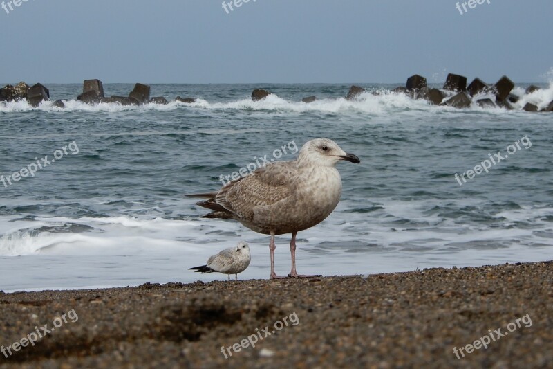 Animal Sea Beach Wave Sea Gull