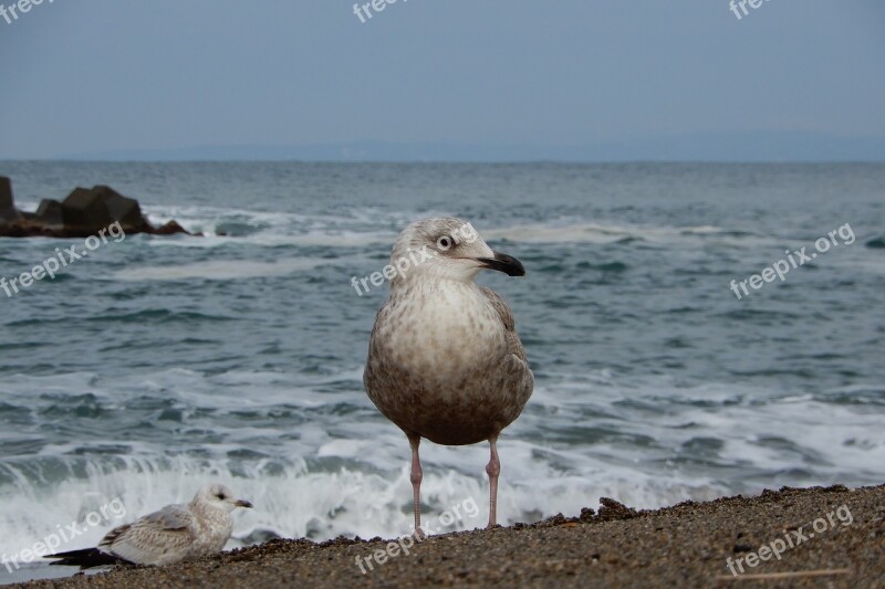 Animal Sea Beach Wave Sea Gull