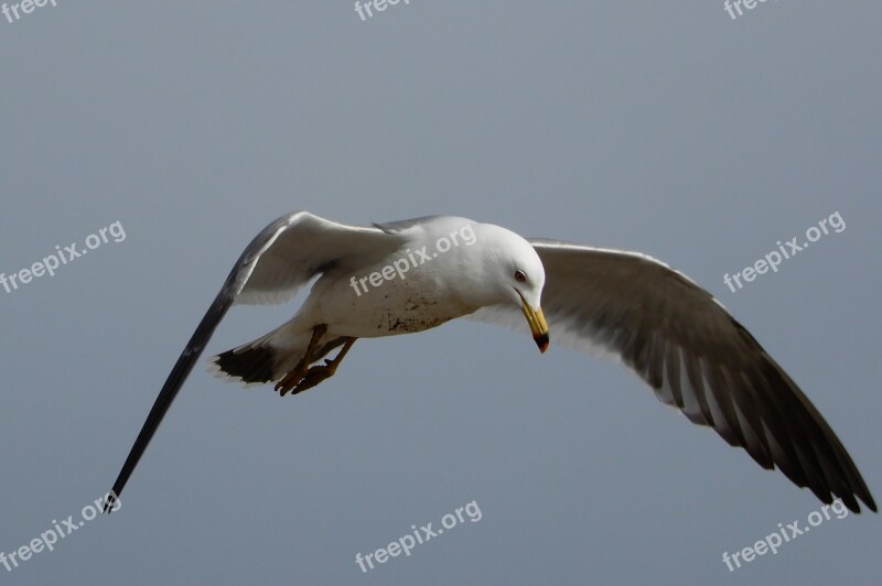 Animal Sky Sea Gull Seagull Seabird