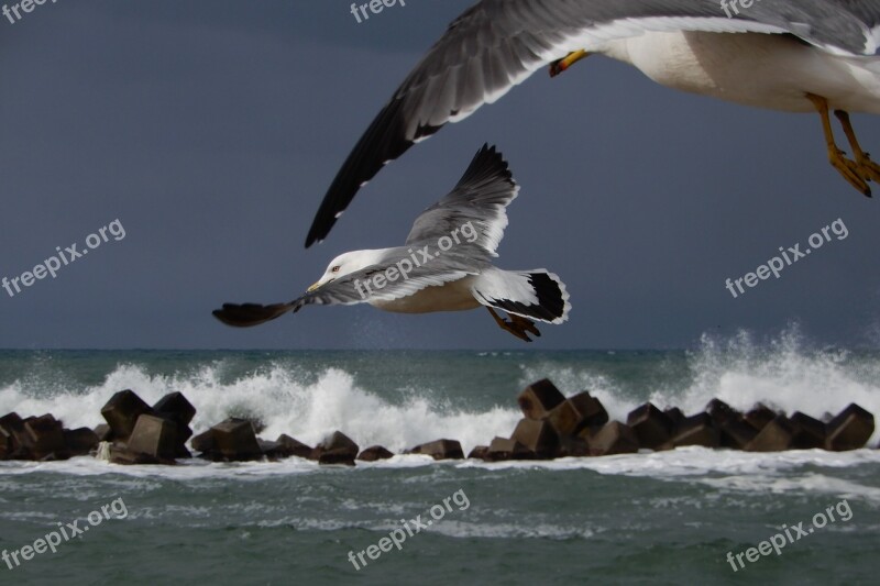 Animal Sea Beach Wave Sea Gull