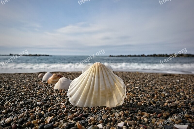 Sky Sea Beach Wave Shell