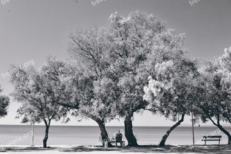 Black And White Lasndscape Seascape Portrait Old Man On The Bench Sea Trees