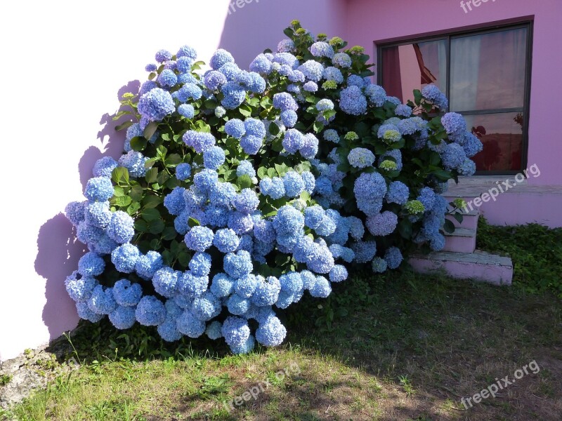 Hydrangea Blue Petals Bush Free Photos