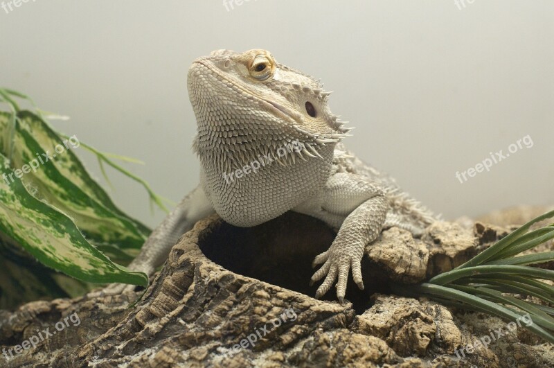 Bearded Dragon Lizard Pogona Reptile Portrait