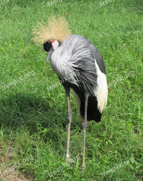 Crowned Crane Close Up Bird Red White