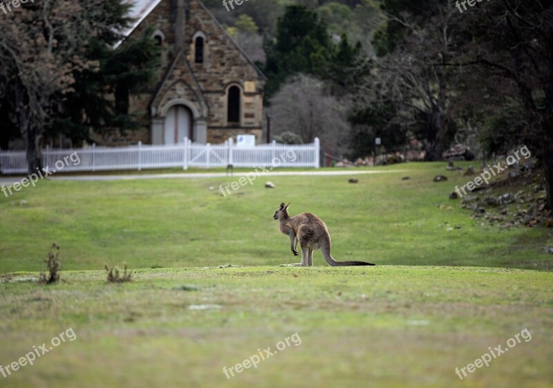 Kangaroo Church Architecture Australia Free Photos