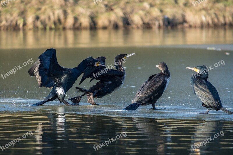 Cormorant Water Bird Bird Animal World Nature