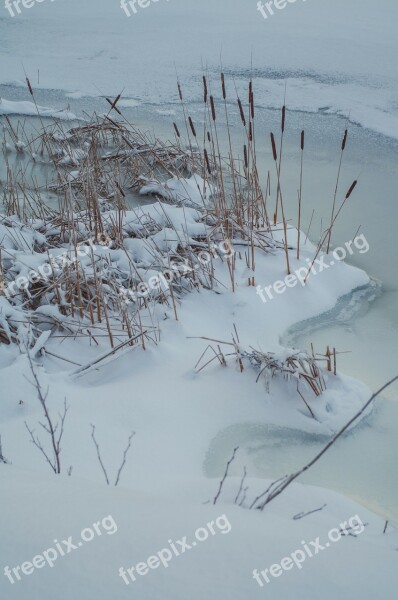 Reed Ice Beach Winter Sweden