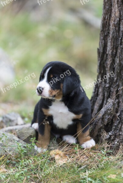 Appenzell Puppy Dog Free Photos