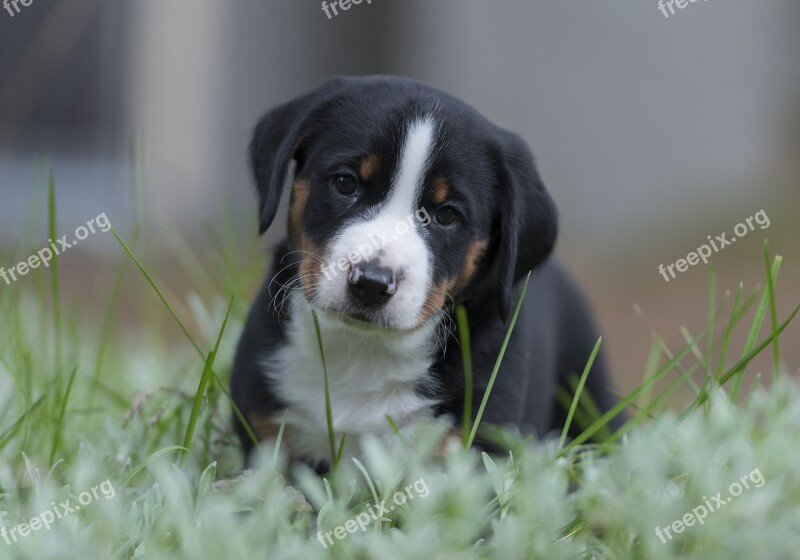 Appenzell Puppy Dog Swiss Alps Free Photos