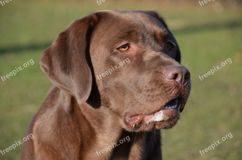 Dog Chocolate Special Brown Purebred