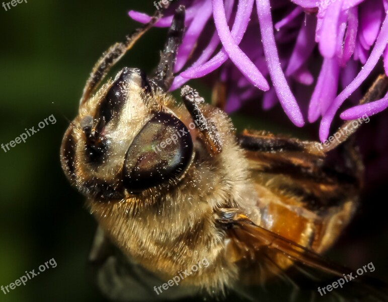 Bee Insect Nature Honey Animal