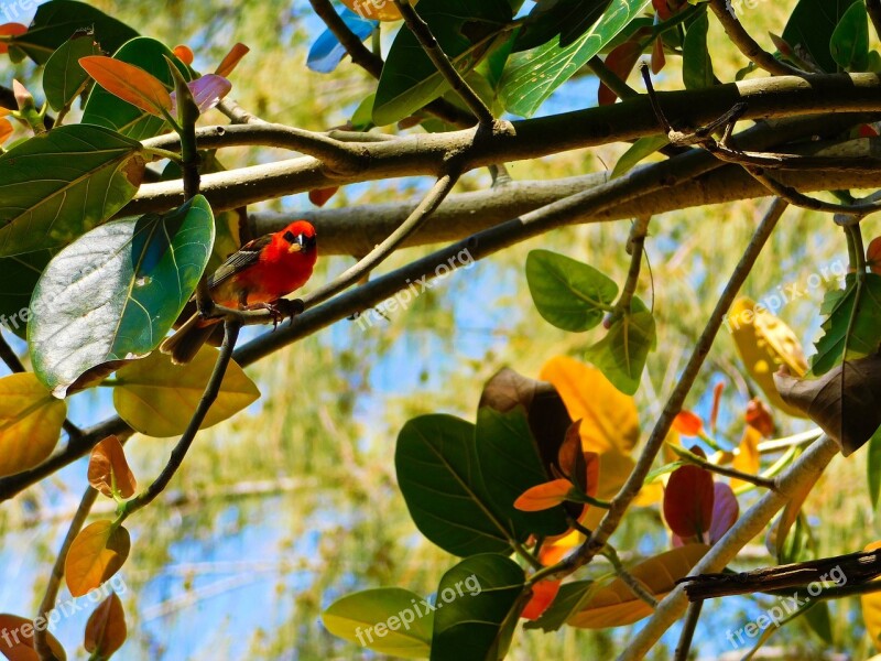 Red Bird Leaves Nature Tree Summer