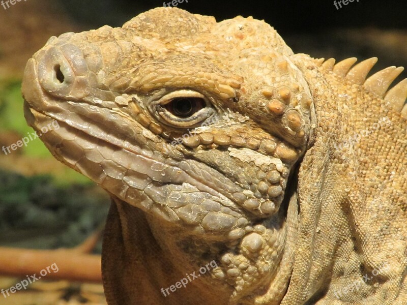 Jamaican Iguana Reptile Rare Wildlife Resting