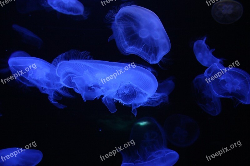 Jellyfish Underwater Sea Ocean Creature