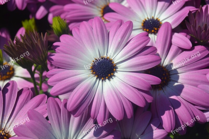 Gerbera Flowers Letnička Osteospermum Purple