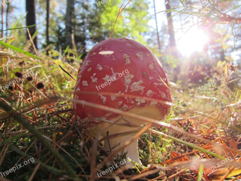 Fly Agaric Mushroom Toxic Nature Forest