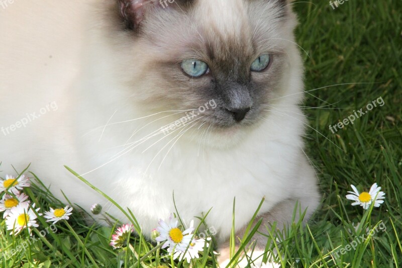 Ragdoll Cat Daisy Cat's Eyes Grass