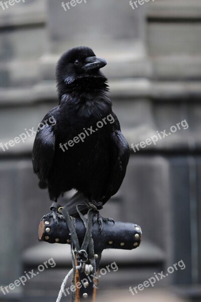 Raven Bird Raven Bird Crow Black