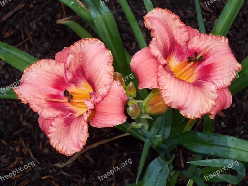 Day Lily Flower Day Lily Nature