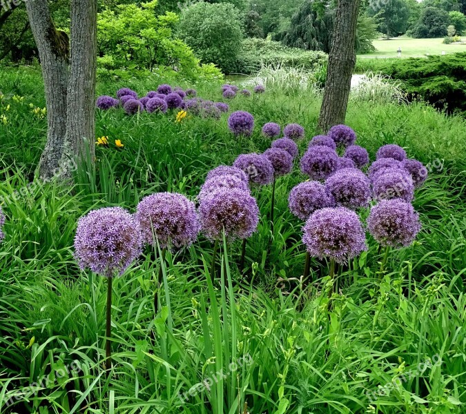 Flowers Allium Flower Ball Nature Garden