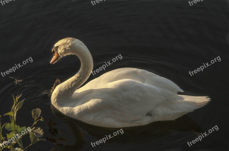 Swan Calm Water Dust White Feather