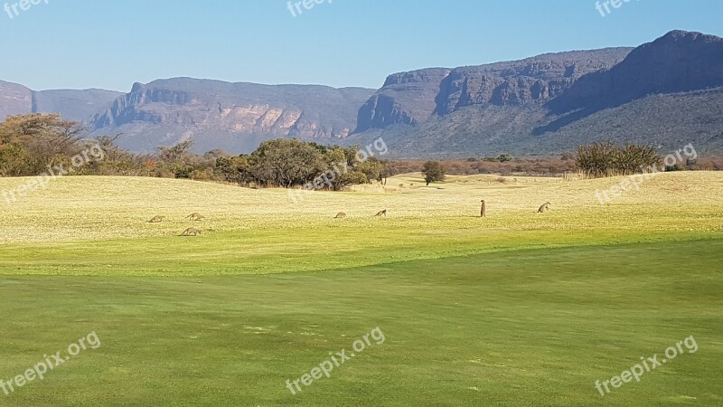 Africa South Africa Mongooses Meerkats Golf