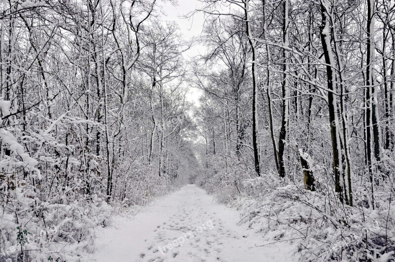 Winter Forest Snow Forest Running Tracks Eringefeld Free Photos