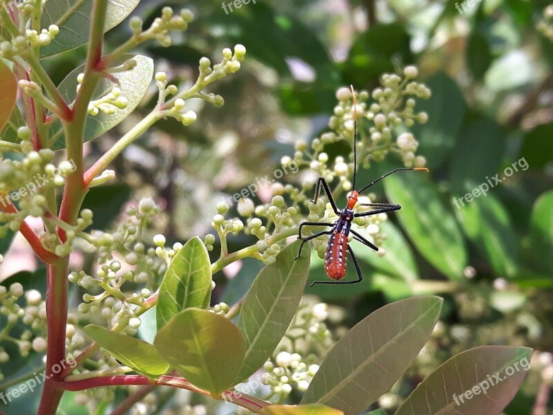 Insect Insects Wire Cricket Mariposa