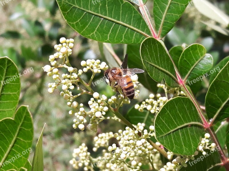 Bee Bees Drone Garden Flower