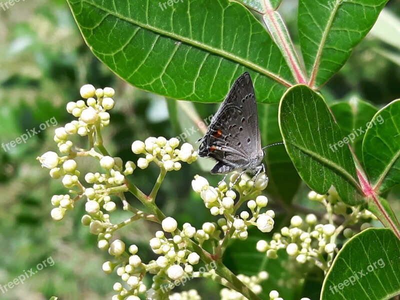 Butterfly Insect Ant Rosa Garden