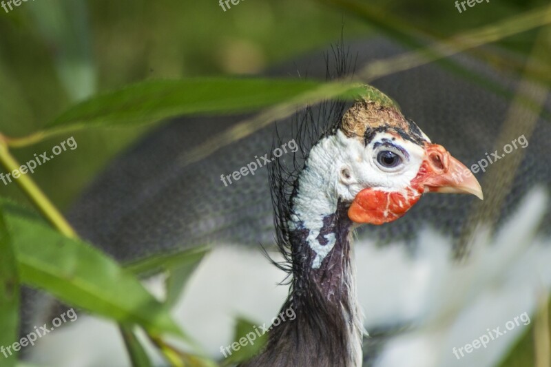 Turkey Bird Young Animal Farm