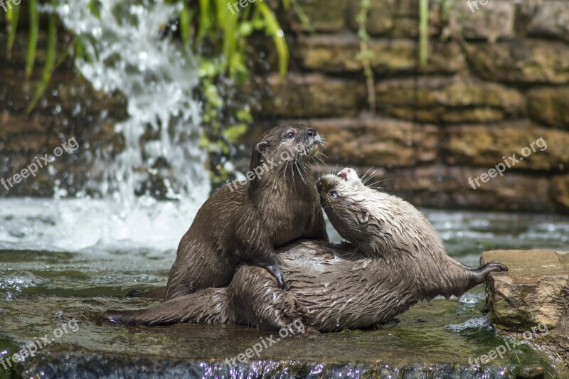 Otters Otter Wildlife Nature Animal