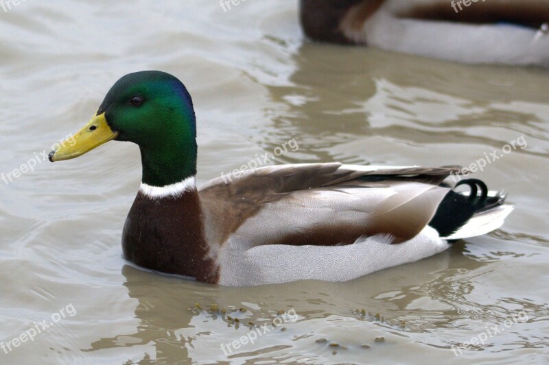 Duck Bird Bird Water Bird Duck Water