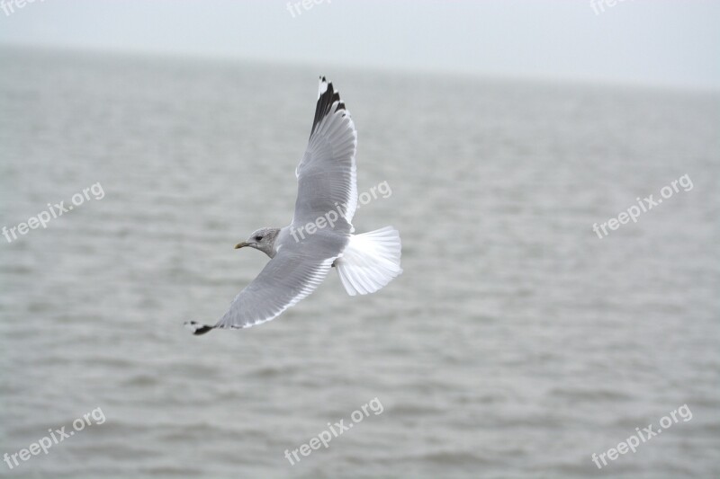 Herring Gull Seagull Larus Bird Laridae