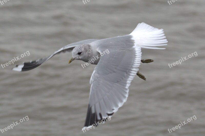 Herring Gull Seagull Larus Bird Laridae