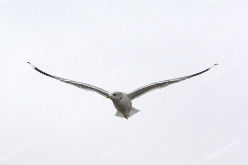 Herring Gull Seagull Larus Bird Laridae