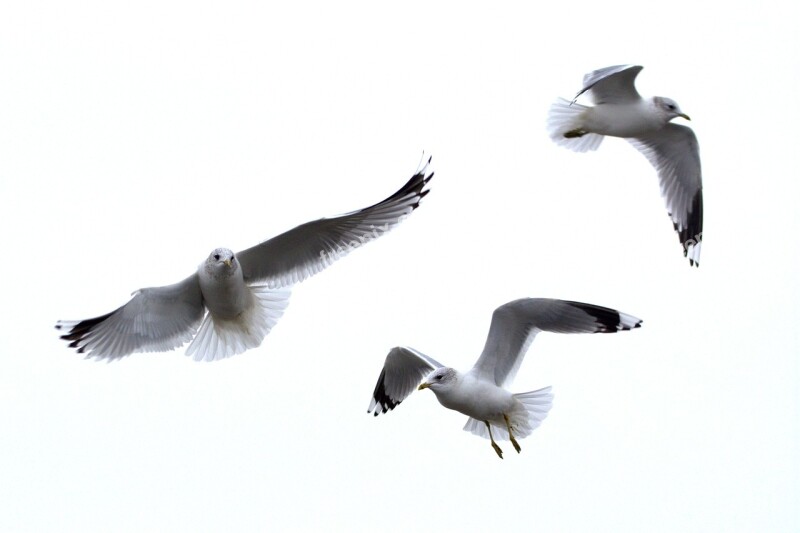 Herring Gull Seagull Larus Bird Laridae