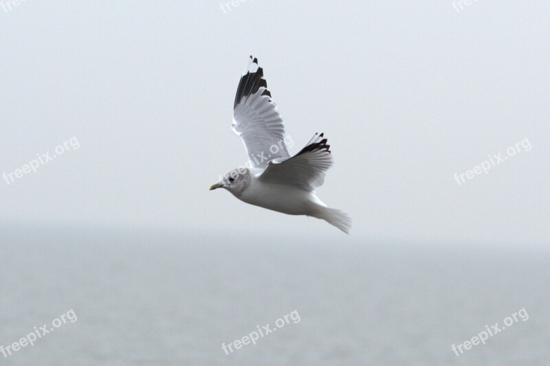 Herring Gull Seagull Larus Bird Laridae