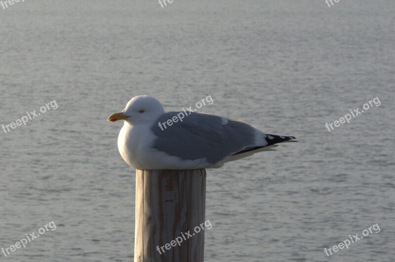 Herring Gull Seagull Larus Bird Laridae